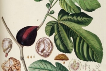 Fig-plant-illustration