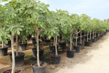 Fig-plantation