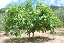 Fig-tree
