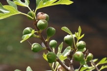 Fig-unripe