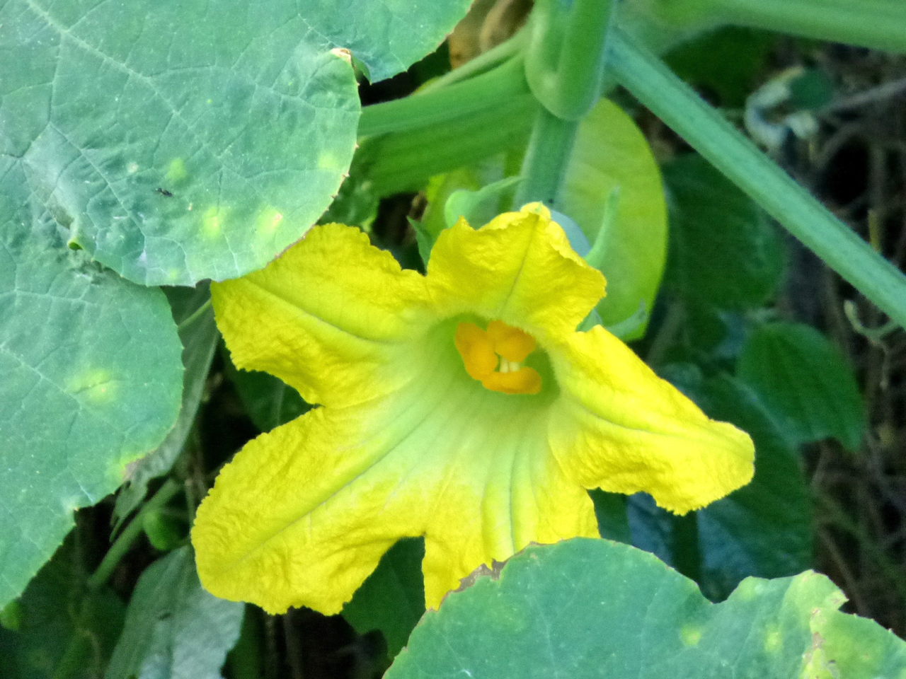 Close-view-of-Figleaf-gourd-flower