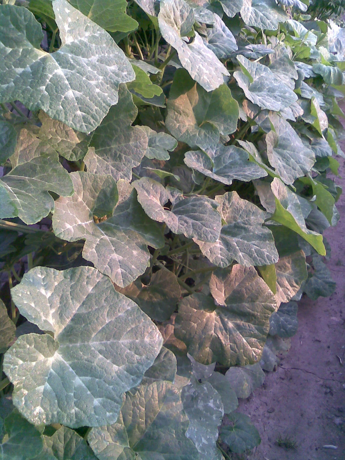 Figleaf-gourd-leaves
