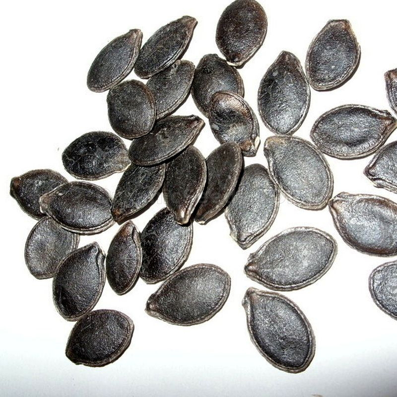 Figleaf-gourd-seeds