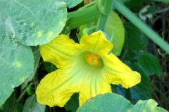 Close-view-of-Figleaf-gourd-flower