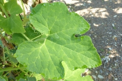Close-view-of-leaves