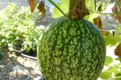 Figleaf-gourd-fruit