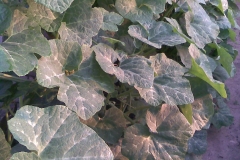 Figleaf-gourd-leaves