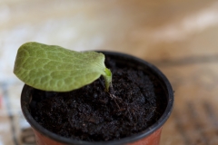Figleaf-gourd-seedling