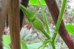Flower-buds-of-Figleafgourd