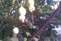 Unripe-Figleaf-gourd
