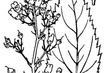 Drawing-of-Figwort