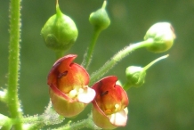 Figwort-flower