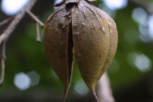 Figwort-seed-pod