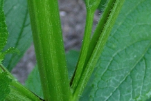 Figwort-stem