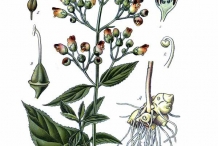 Illustration-of-Figwort