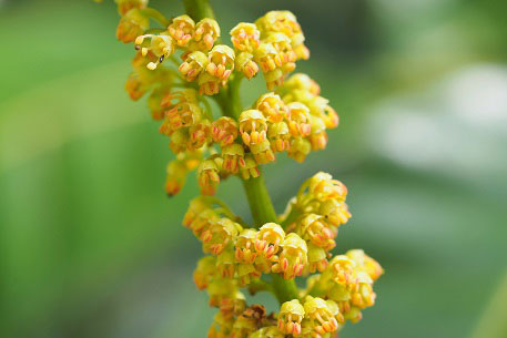 Flower-of-Fiji-Longan
