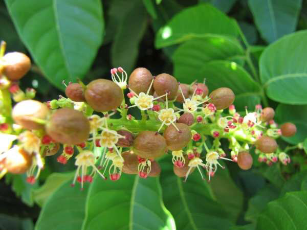 Flowers-and-fruits-of-Fiji-Longan