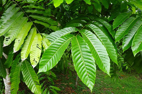 Leaves-of-Fiji-Longan