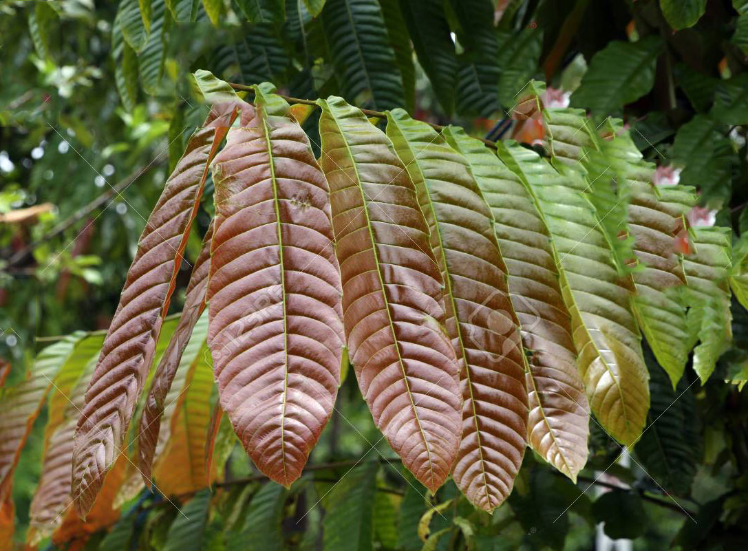 Young-leaves-of-Fiji-Longan