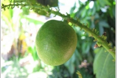 Closer-view-of-unripe-fruit-of-Fiji-Longan