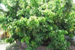 Fiji-Longan-plant