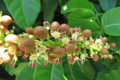 Flowers-and-fruits-of-Fiji-Longan