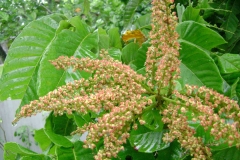 Inflorescence-of-Fiji-Longan