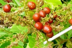 Mature-Fiji-Longan-on-the-tree