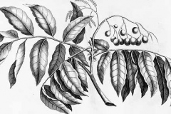 Plant-Illustration-of-Fiji-Longan