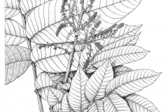 Sketch-of-Fiji-Longan