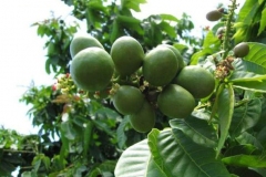 Unripe-Fiji-Longan-on-the-tree