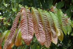 Young-leaves-of-Fiji-Longan