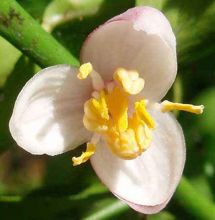 Closer-view-of-Flower-of-Finger-Lime