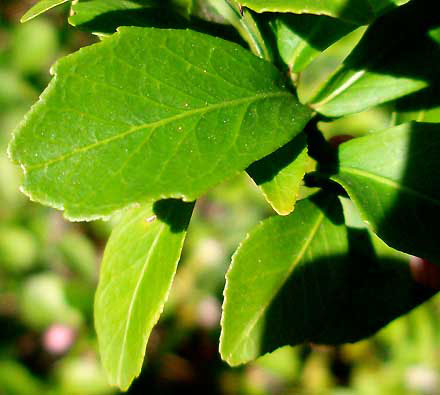Closer-view-of-leaves-of-Finger-Lime