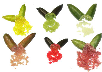 Different-Varieties-of-Finger-Lime