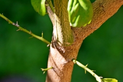 Branches-of-Finger-Lime