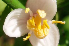 Closer-view-of-Flower-of-Finger-Lime