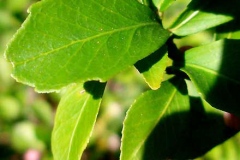 Closer-view-of-leaves-of-Finger-Lime