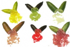 Different-Varieties-of-Finger-Lime