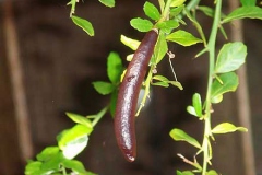 Finger-Lime-Fruit-on-the-plant