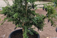 Finger-Lime-plant