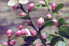 Flower-and-flowering-buds-of-Finger-Lime