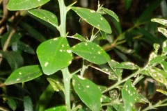 Leaves-of-Finger-Lime