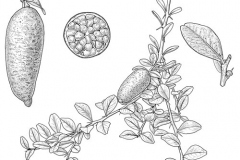 Plant-Illustration-of-Finger-Lime