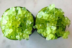 Round-vesicles-of-Finger-Lime