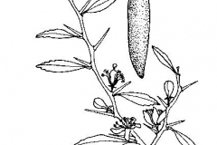 Sketch-of-Finger-limes
