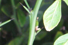 Spines-of-Finger-Lime