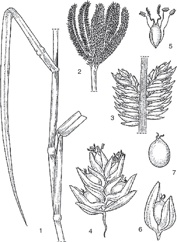 Plant-Illustration-of-Finger-millet