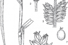Plant-Illustration-of-Finger-millet