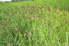 Finger-millet-farming